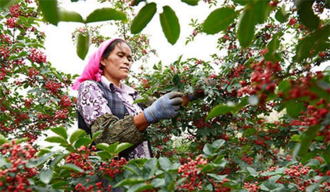 树上的花椒怎么摘快,花椒机器一天能摘多少
