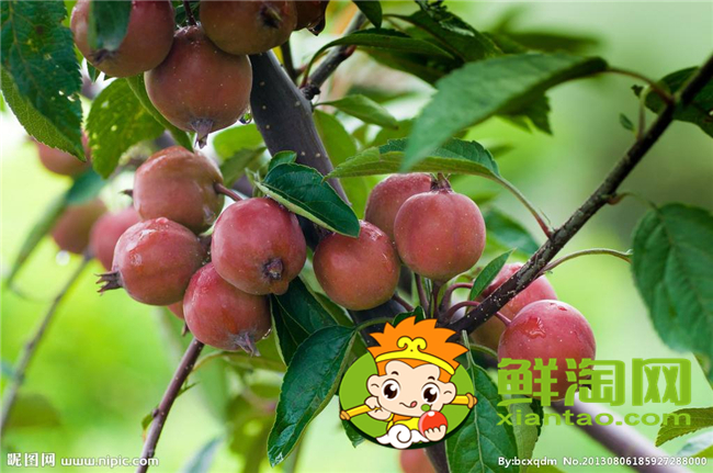 沙果是海棠果吗,海棠果和沙果的区别