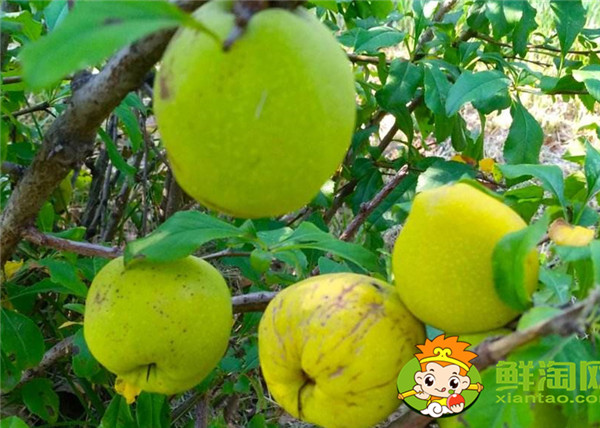 贴梗海棠的果实怎样泡酒,贴梗海棠泡酒方法