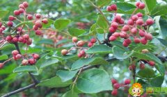 什么时间摘花椒最好,刚摘下来的花椒怎么处理