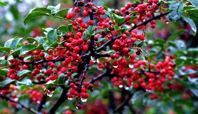 汉源花椒什么时候成熟,汉源大红袍是麻椒还是花椒