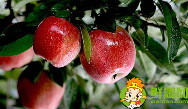 糖心沙果是什么品种,海棠果与糖心沙果区别