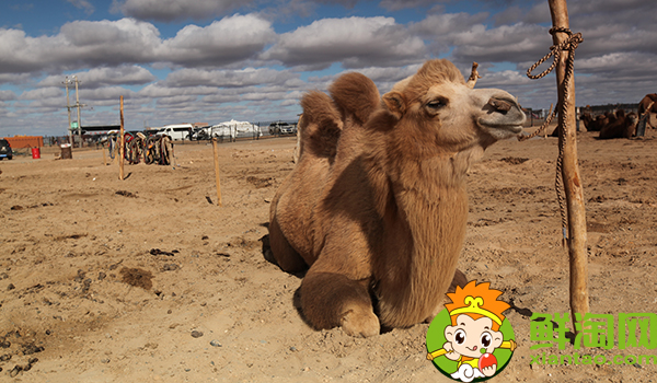 骆驼奶粉的功效和作用,驼奶粉的功效真的好吗