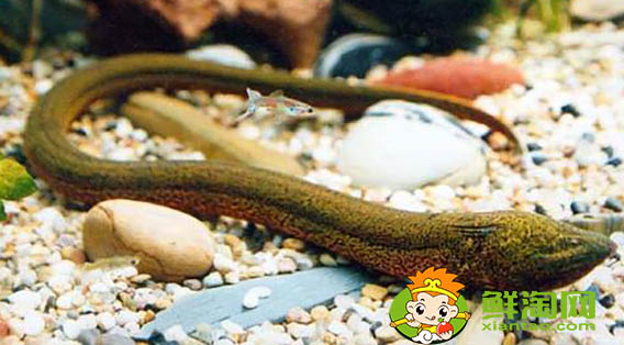 黄鳝性别会变吗,黄鳝怎么产卵