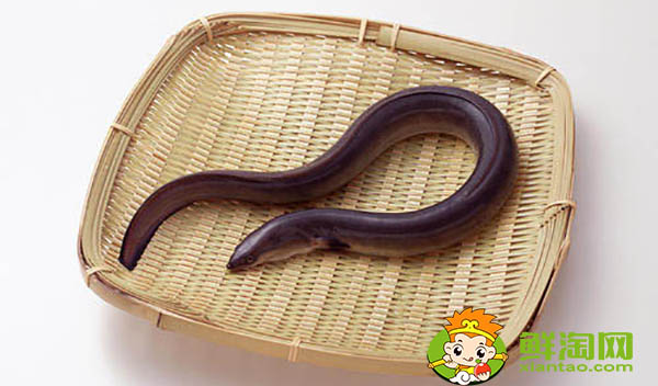 黄鳝是雌雄同体吗,黄鳝为什么有灵性