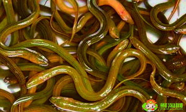 黄鳝怎么杀简单,家庭杀鳝鱼的方法