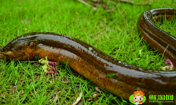 黄鳝怎么杀简单,家庭杀鳝鱼的方法