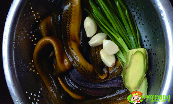 黄鳝死了多久不能吃,黄鳝的处理方法