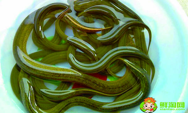 黄鳝死了多久不能吃,黄鳝的处理方法