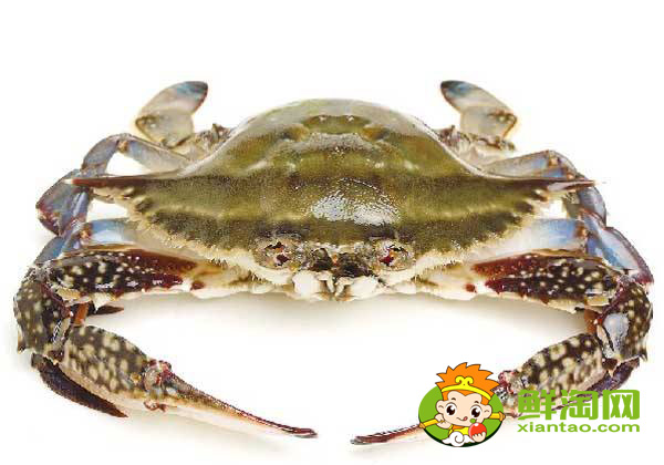 梭子蟹是淡水还是海水里的,为什么梭子蟹用海水也养不活呢