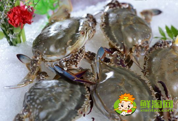 梭子蟹是淡水还是海水里的,为什么梭子蟹用海水也养不活呢