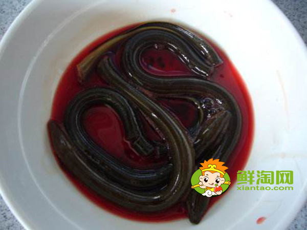 黄鳝血怎么吃最补,黄鳝血泡酒有什么功效