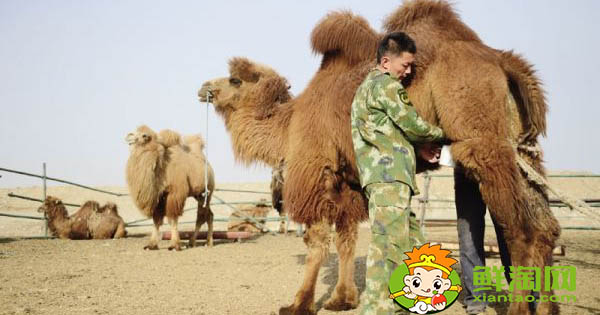 迪拜骆驼奶好喝吗,哪里能买到好的骆驼奶