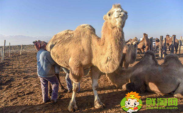 迪拜骆驼奶好喝吗,哪里能买到好的骆驼奶