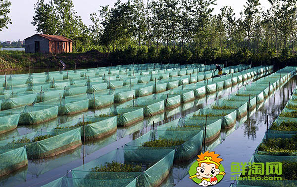 黄鳝吃什么饲料,黄鳝鱼喜欢吃什么饵料