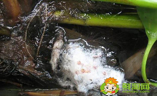 黄鳝吃什么饲料,黄鳝鱼喜欢吃什么饵料