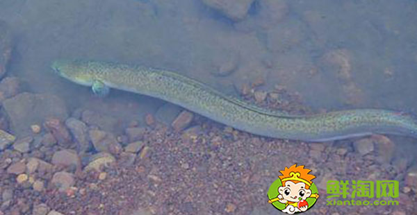 好长的跟黄鳝一样的鱼叫什么,黄鳝鱼该怎么养吃什么