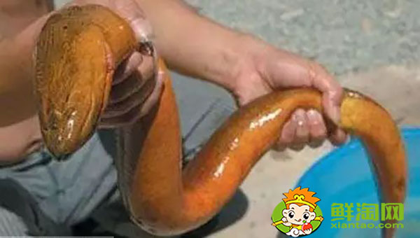 广东黄鳝为什么是缅甸黄鳝,怎么区分缅甸黄鳝和内地黄鳝