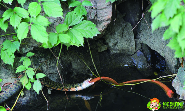 黄鳝吃什么食物怎么养,什么东西最吸引黄鳝