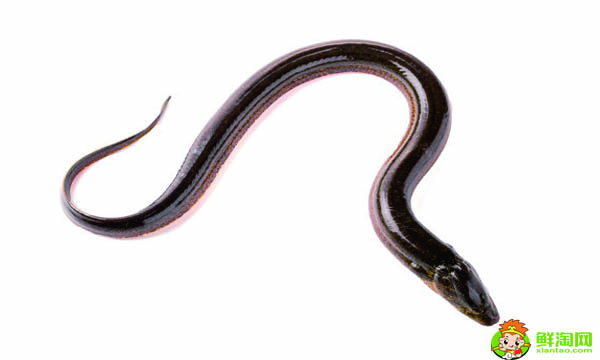 黄鳝吃什么食物怎么养,什么东西最吸引黄鳝