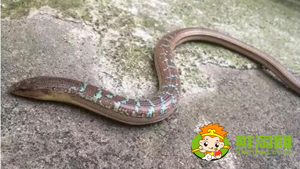 山黄鳝能吃吗,山黄鳝的药用价值介绍