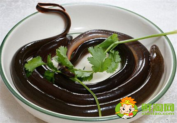 山黄鳝能吃吗,山黄鳝的药用价值介绍