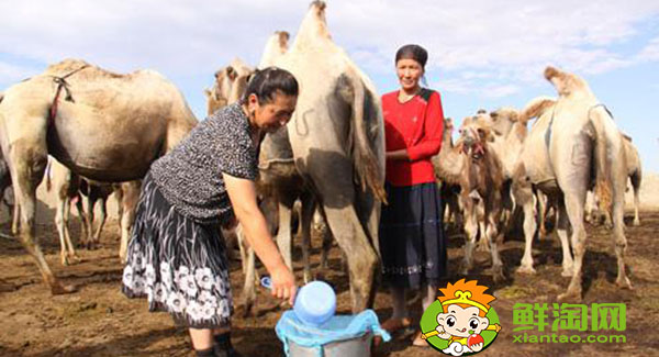 骆驼奶粉一天喝几次好,骆驼奶粉一次喝多少克