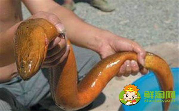 山黄鳝多少钱一斤,缅甸鳝鱼出口到中国多吗