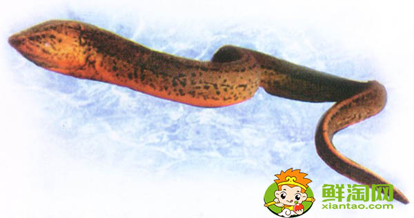 山黄鳝有毒吗,山黄鳝与水黄鳝的区别