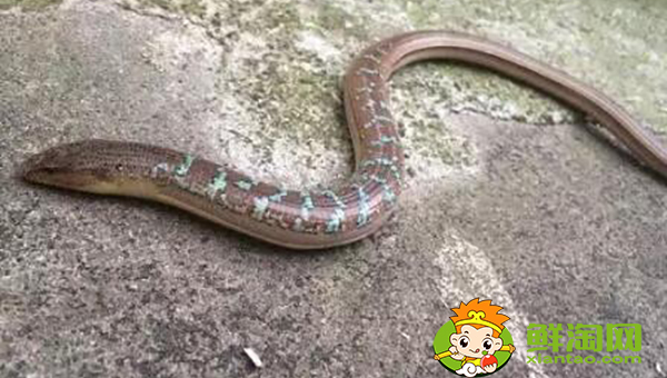 山黄鳝有毒吗,山黄鳝与水黄鳝的区别