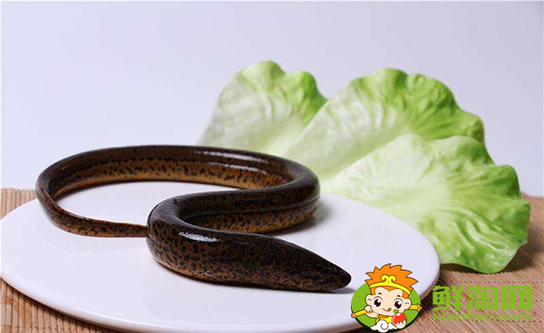 山黄鳝有毒吗,山黄鳝与水黄鳝的区别