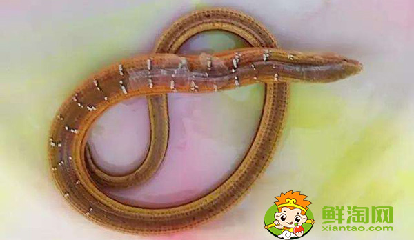 哪些地方野生黄鳝最多,山黄鳝的功效与作用