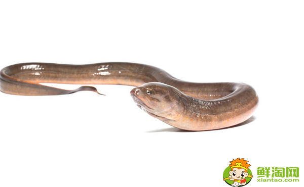 大黄鳝有毒吗,大黄鳝为什么不能吃
