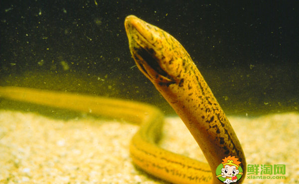大黄鳝有毒吗,大黄鳝为什么不能吃