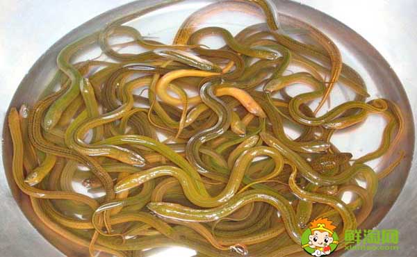 最大的黄鳝有多大,吉尼斯世界纪录最大的黄鳝