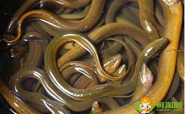 孟加拉黄鳝是野生的吗,孟加拉黄鳝生长情况