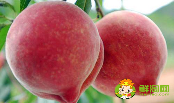 3斤大的桃子是什么品种,中国四大名桃产地
