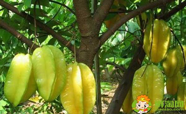 杨桃树是几月结果,杨桃树结果苦涩怎么办