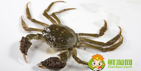 大闸蟹死了多久不能吃,大闸蟹不能和什么一起吃