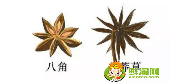 八角茴香的真伪鉴别,假八角的样子