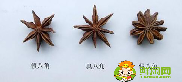 八角茴香的真伪鉴别,假八角的样子