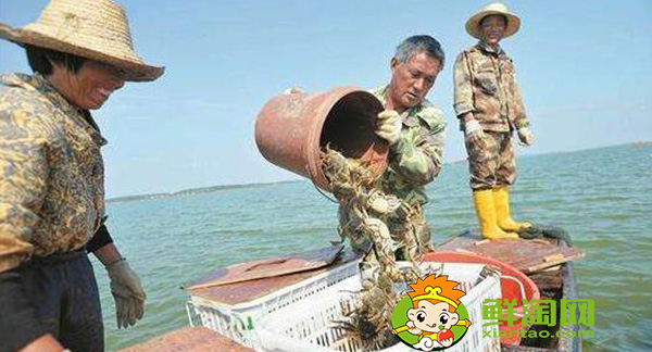 梁子湖大闸蟹什么时候吃,梁子湖大闸蟹季节