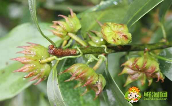 野生八角树有几个品种,野八角和八角区别图片