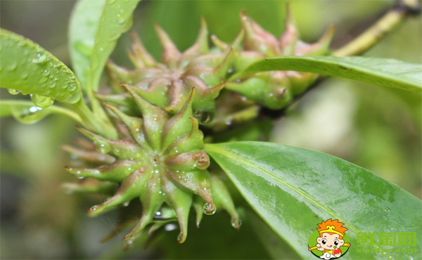 野生八角树有几个品种,野八角和八角区别图片