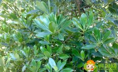 野生八角树有几个品种,野八角和八角区别图片