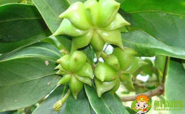 八角树几年结果,八角树苗哪里有卖的