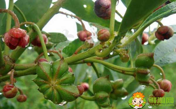 八角树几年结果,八角树苗哪里有卖的