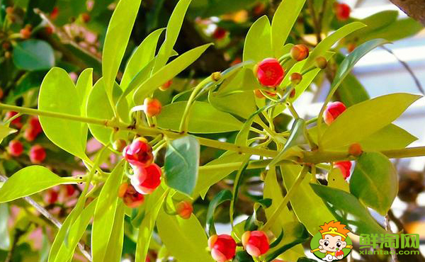 八角树北方地区能栽不,八角树适合什么地方种