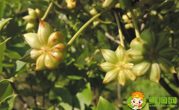 八角树北方地区能栽不,八角树适合什么地方种