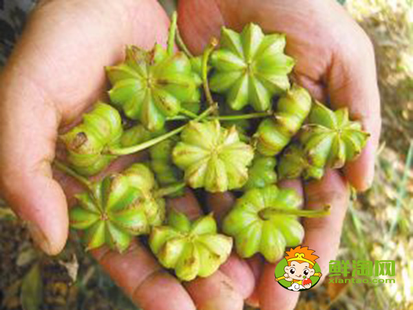 青八角可以直接晒干吗,大料怎么处理最香